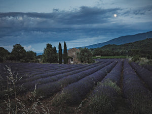 An American in Provence Page 260-261  - Fine Art Collectible