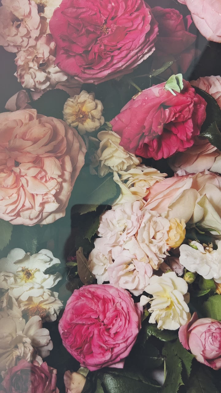 Framed Masterwork - Rose Month Day Twenty-three