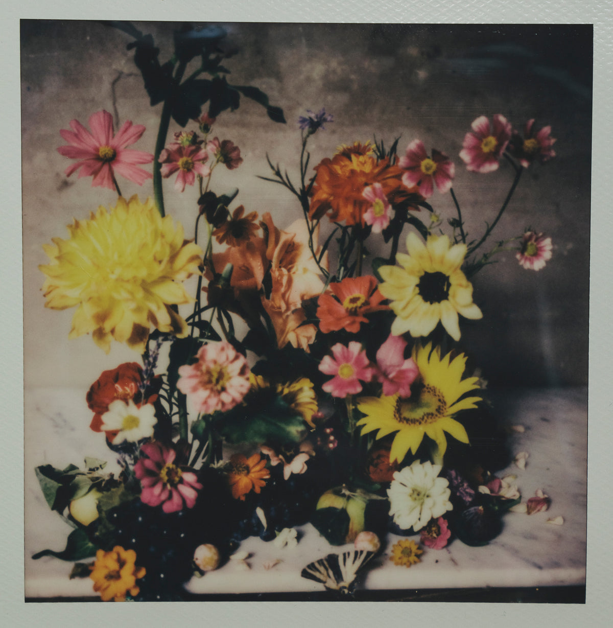 Polaroid Studio Artifact 67