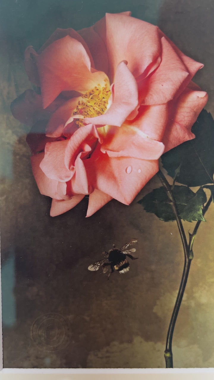 Framed Masterwork - Rose Month Day Four