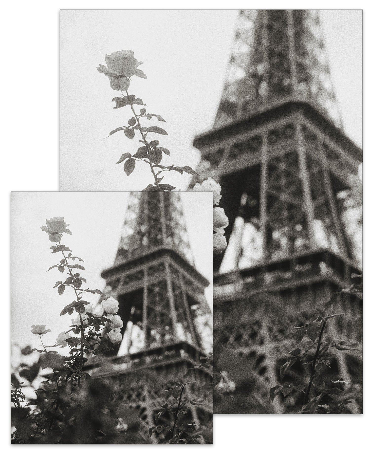 Paris Collection Eiffel Rose Small Poster