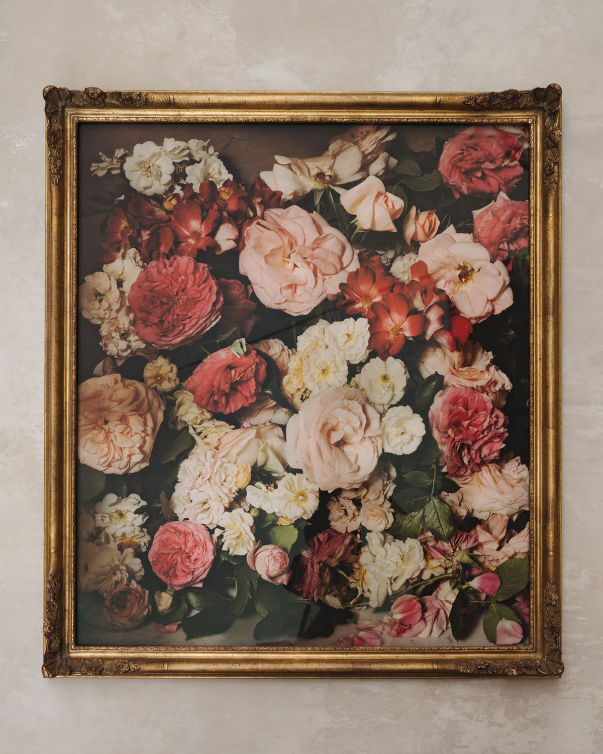 Framed Masterwork - Rose Month Day Twenty-three