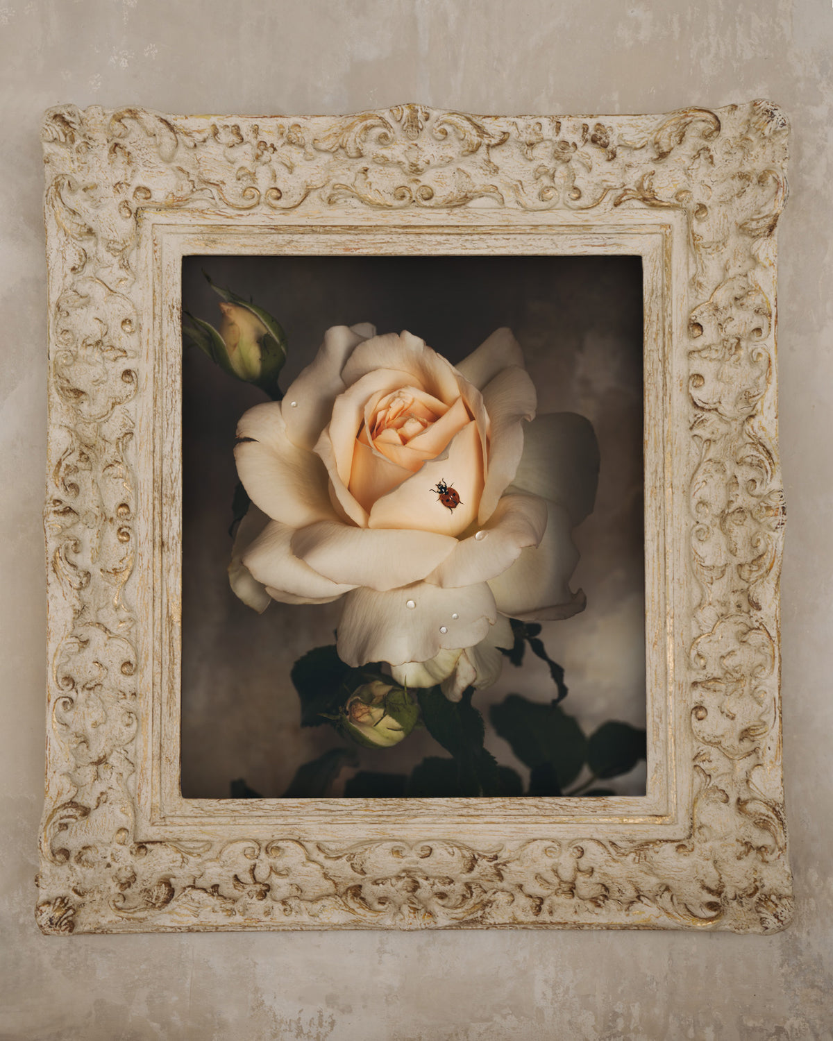 Framed Masterwork - Rose Month Day Twenty-four