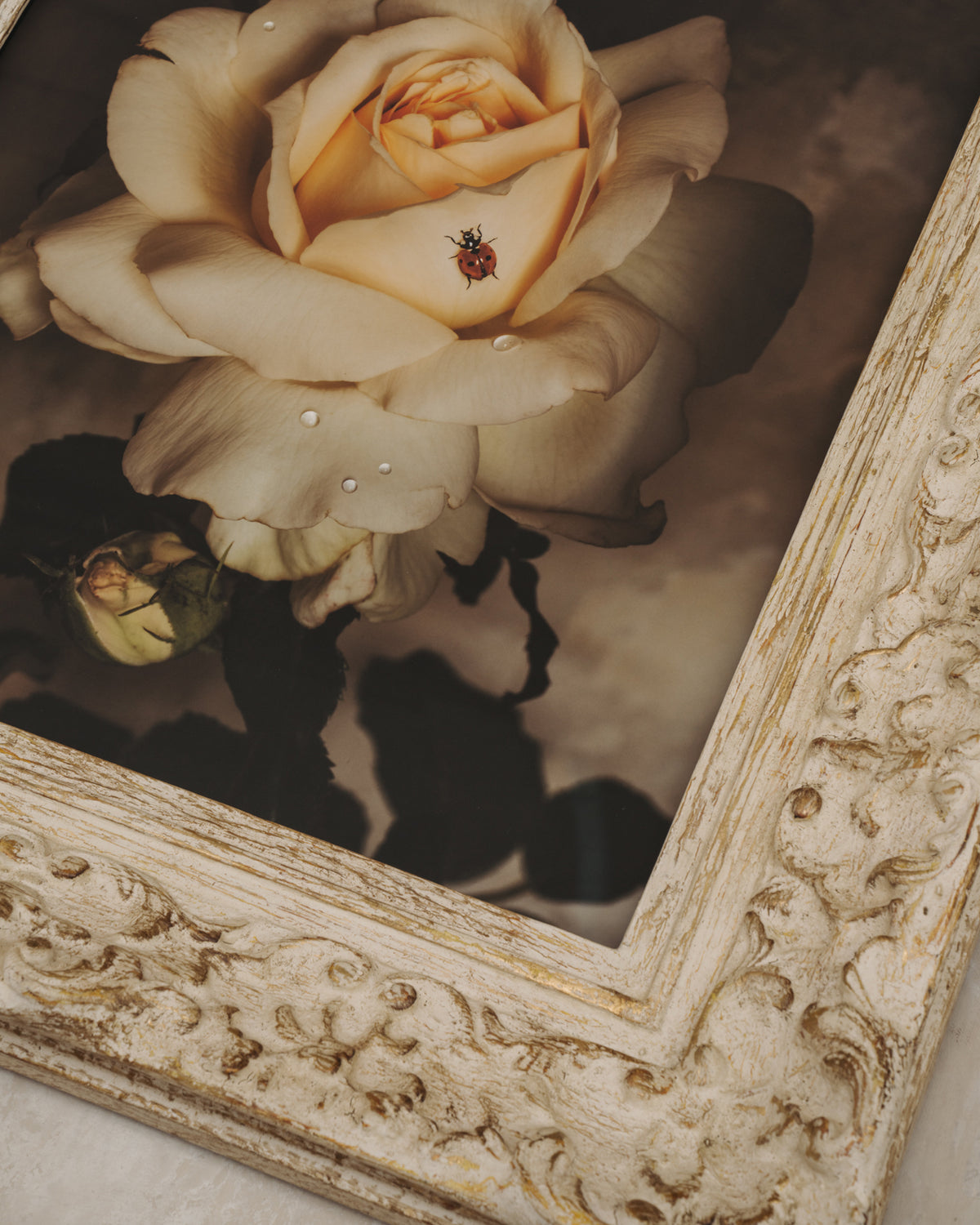 Framed Masterwork - Rose Month Day Twenty-four