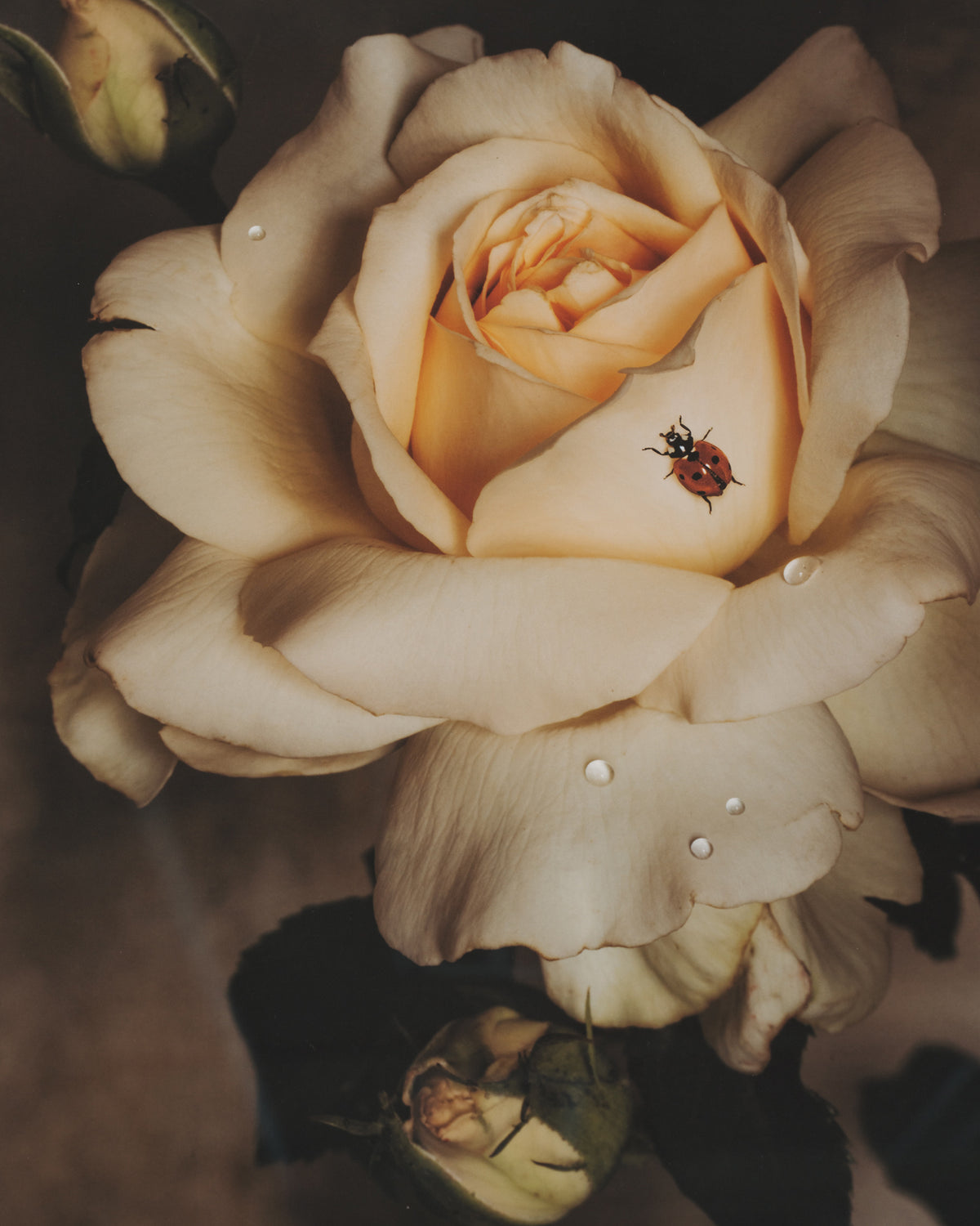 Framed Masterwork - Rose Month Day Twenty-four