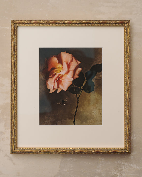 Framed Masterwork - Rose Month Day Four