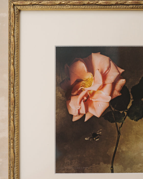 Framed Masterwork - Rose Month Day Four