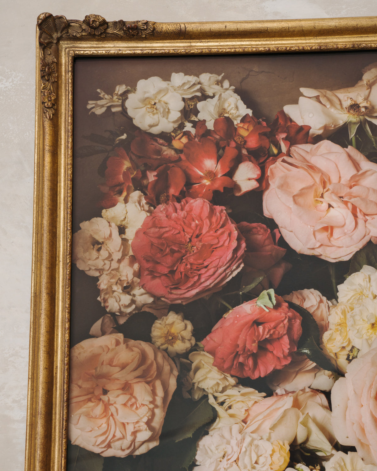 Framed Masterwork - Rose Month Day Twenty-three