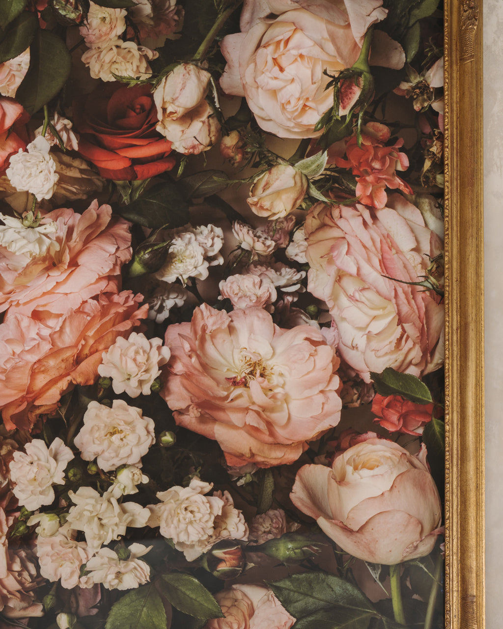 Framed Masterwork - Rose Month Day Twenty-eight