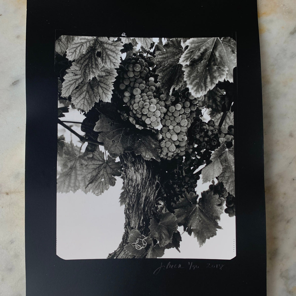 Vineyard #2 2018