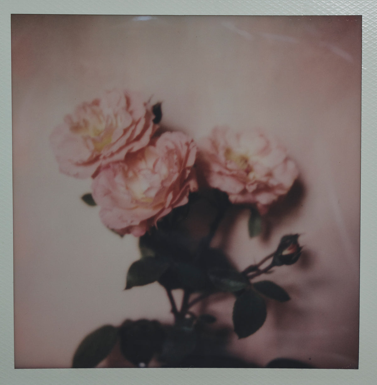 Polaroid Studio Artifact 39