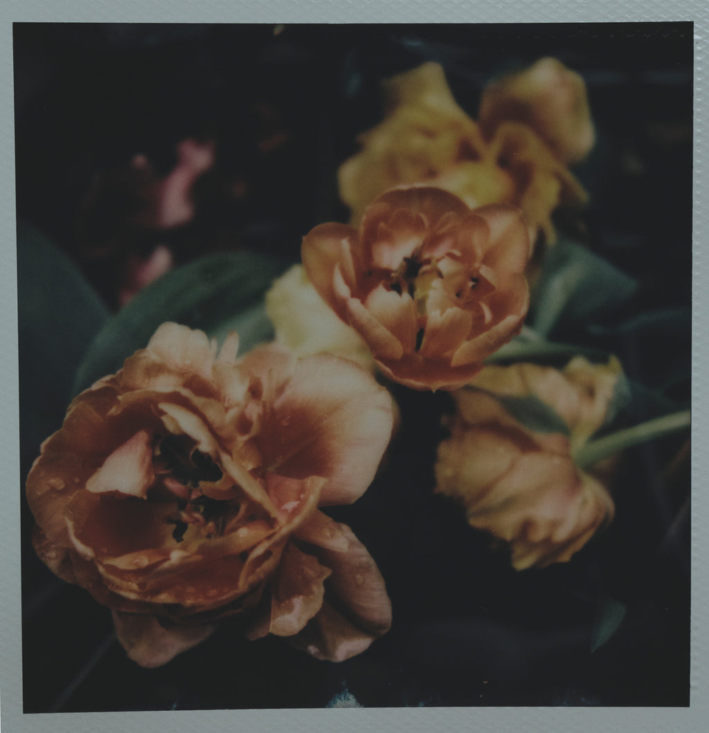 Polaroid Studio Artifact 47