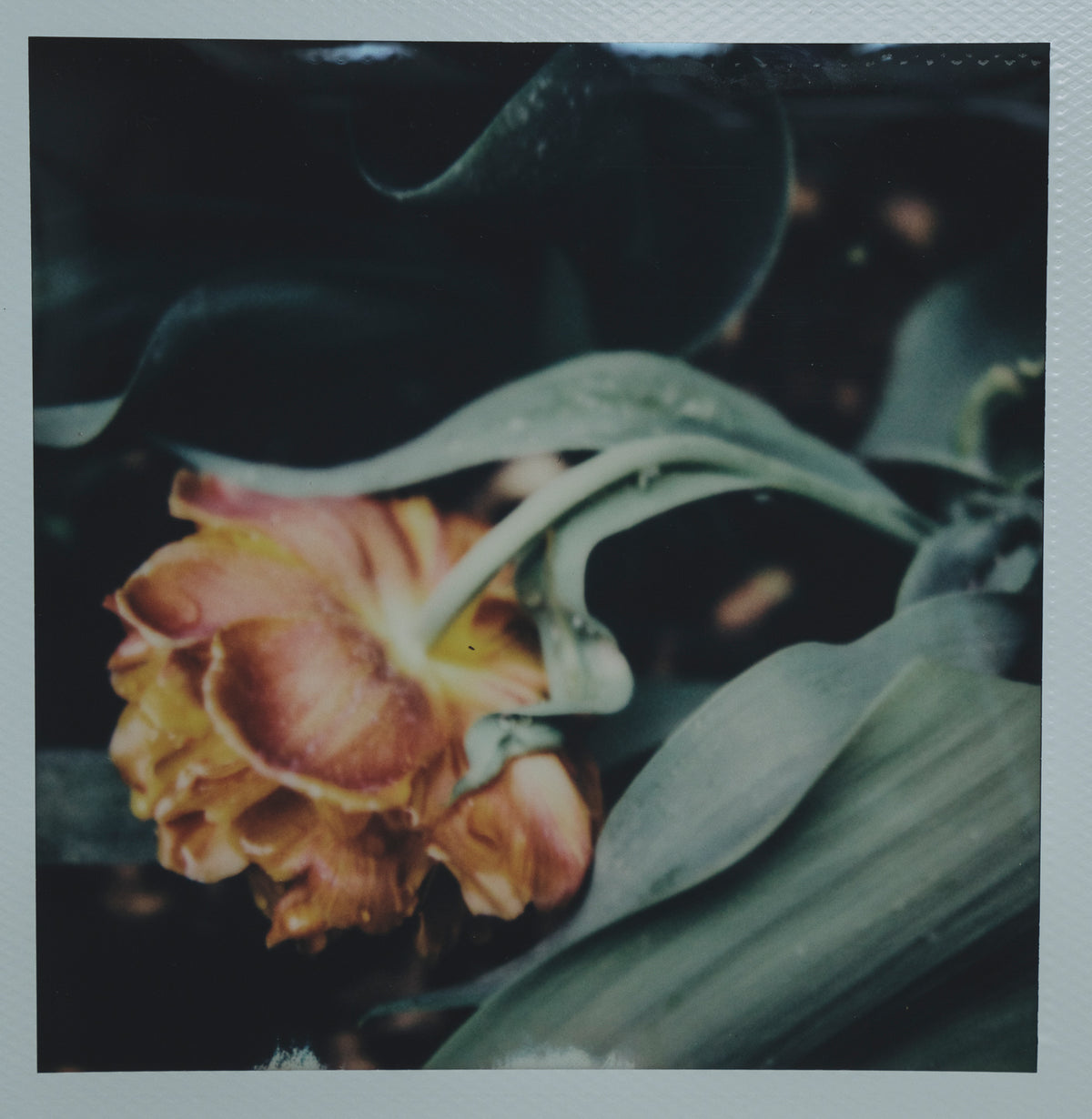 Polaroid Studio Artifact 48