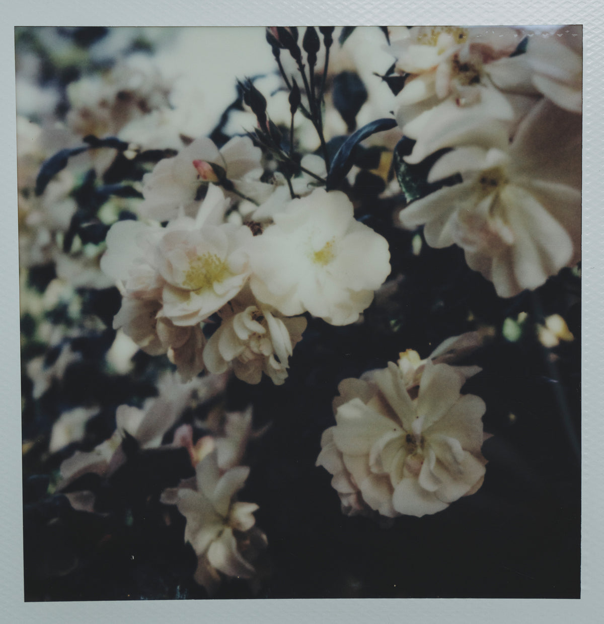 Polaroid Studio Artifact 56
