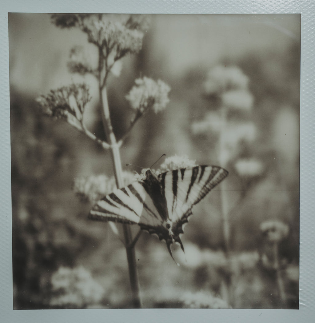 Polaroid Studio Artifact 59
