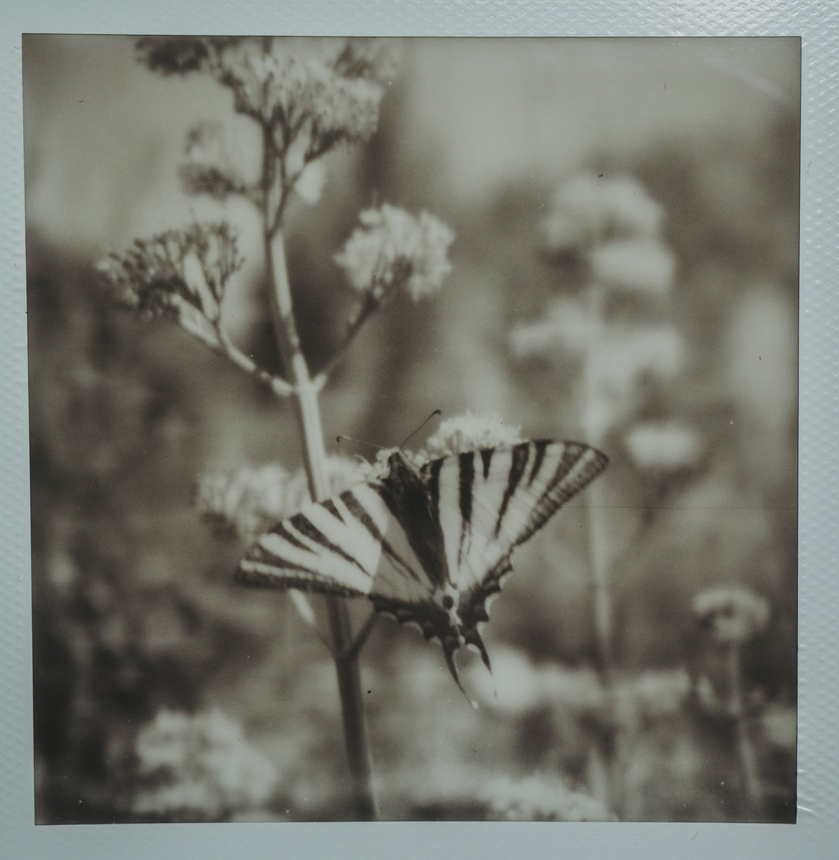 Polaroid Studio Artifact 59