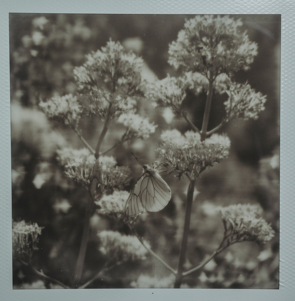Polaroid Studio Artifact 61