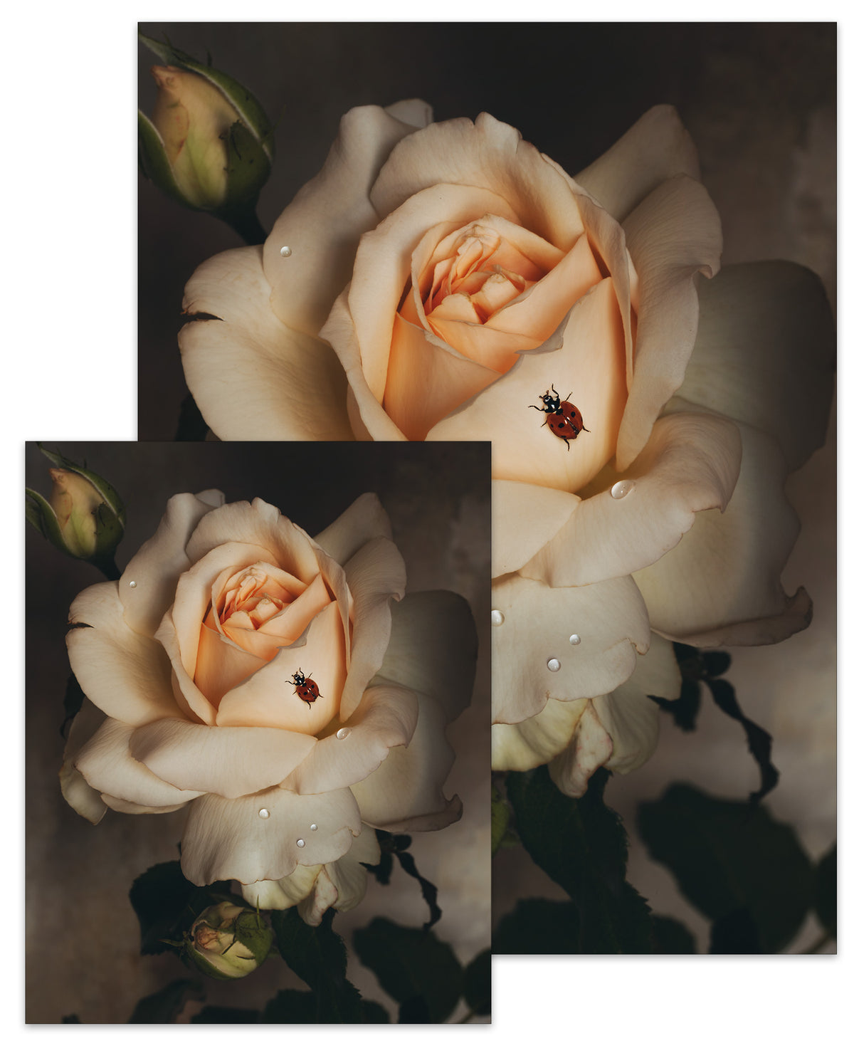Rose Month Day Twenty-four Small Poster