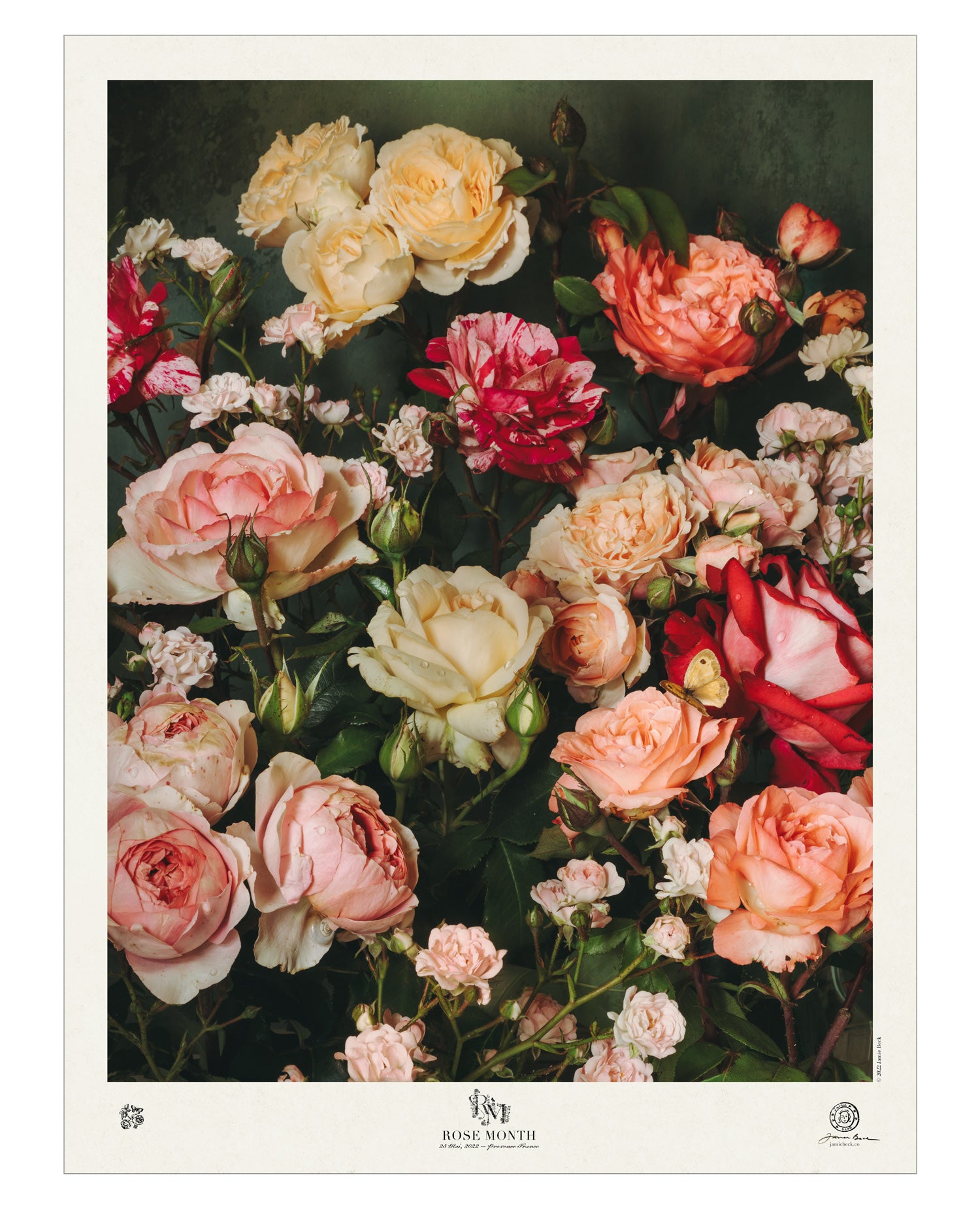 Rose Month Day Twenty-five Poster