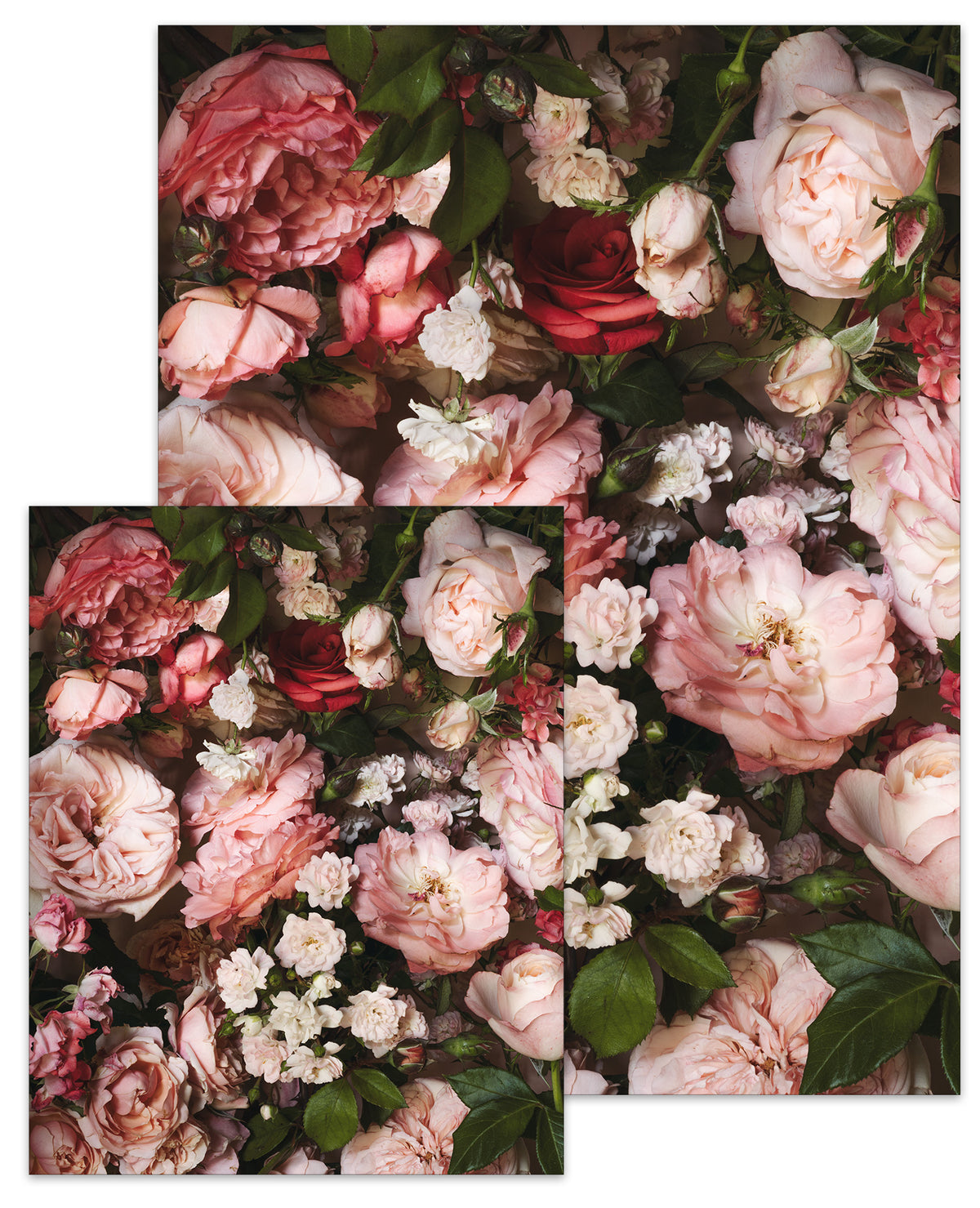 Rose Month Day Twenty-eight Small Poster