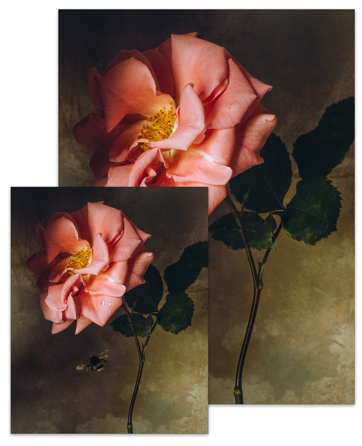 Rose Month Day Four Small Poster