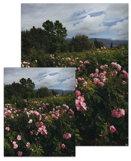 The Smalls – Jamie Beck