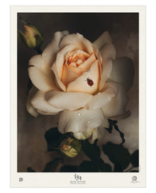  Rose Month Day Twenty-four Poster
