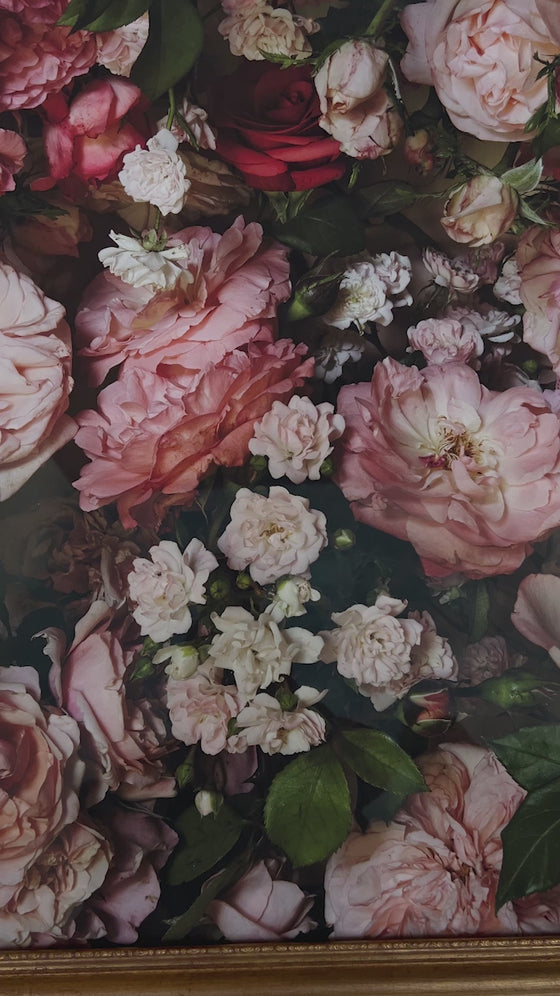 Framed Masterwork - Rose Month Day Twenty-eight
