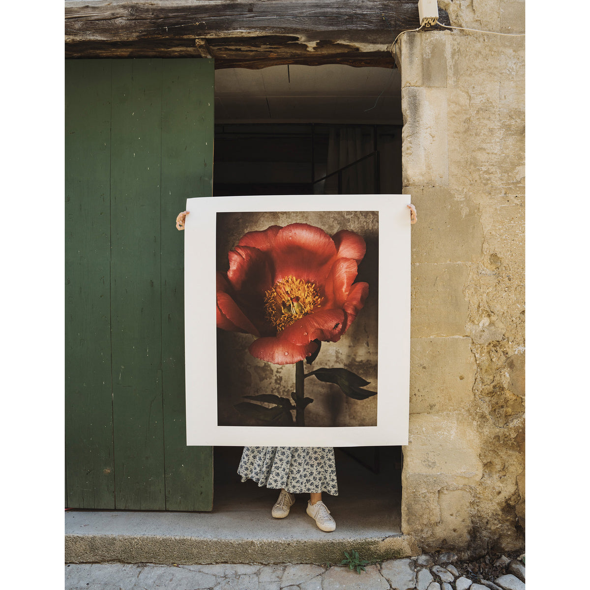 Peony in Full Bloom • Fine Art Print