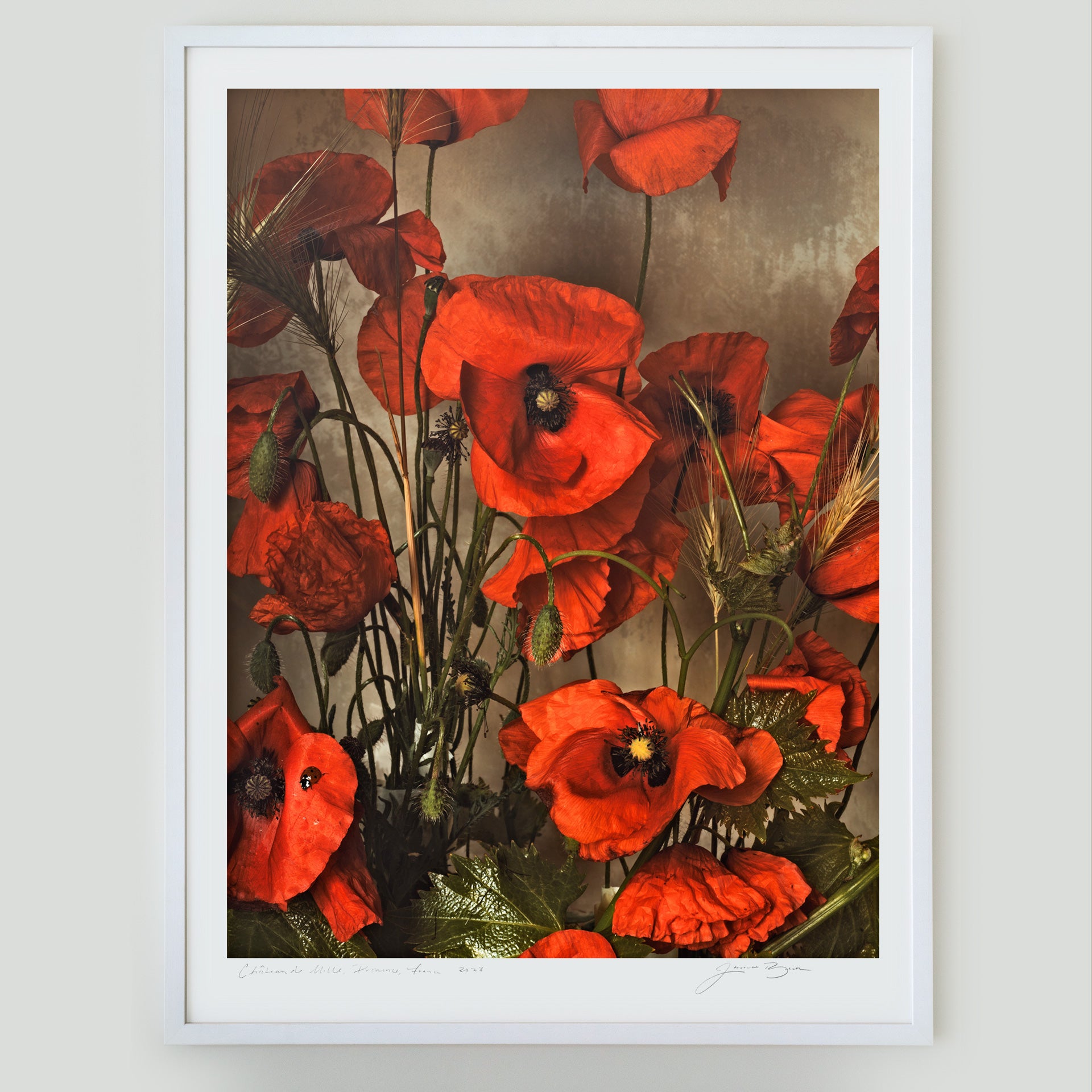 Red Poppies of May • 1 of 1 Framed Exhibition Piece