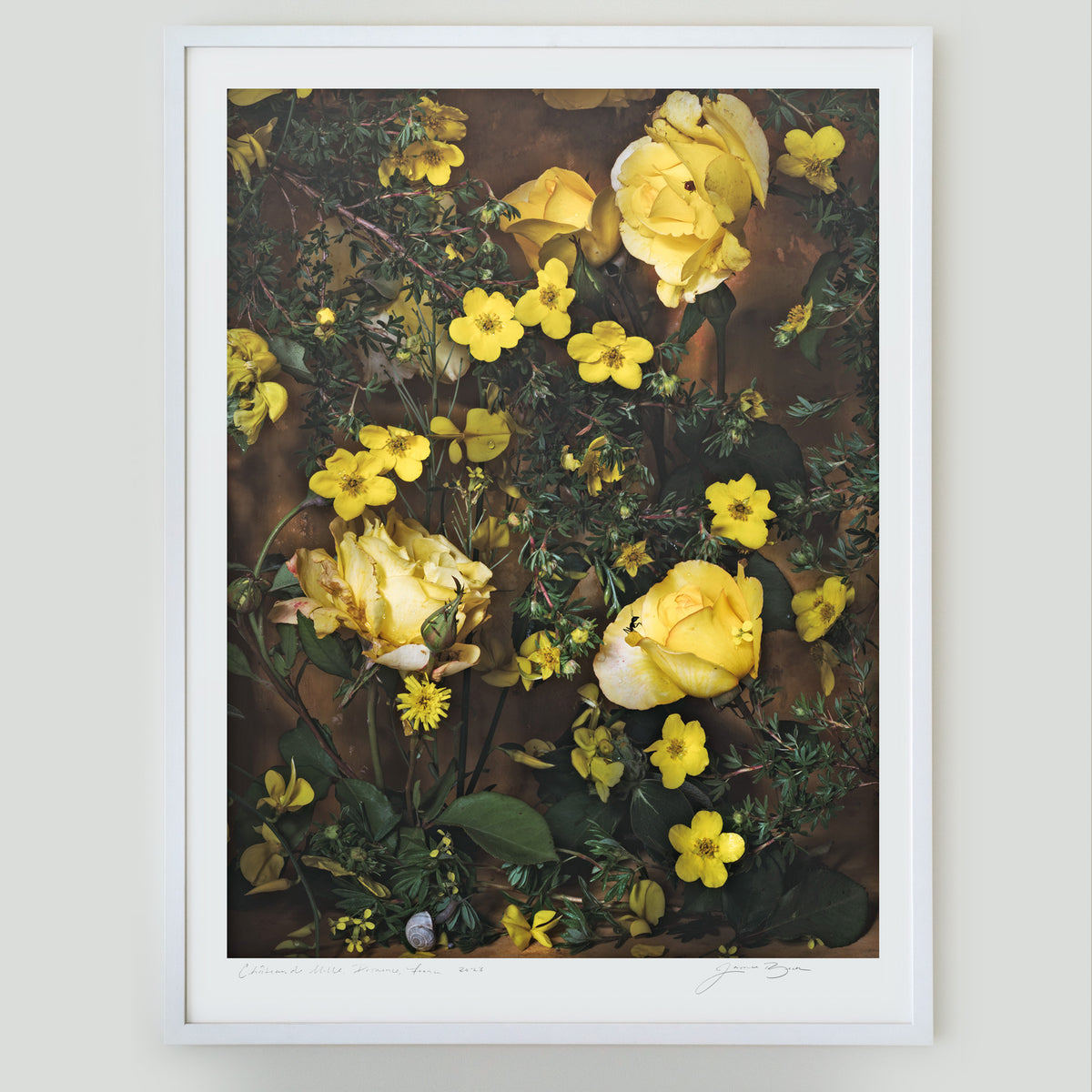Nature's Gold • 1 of 1 Framed Exhibition Piece