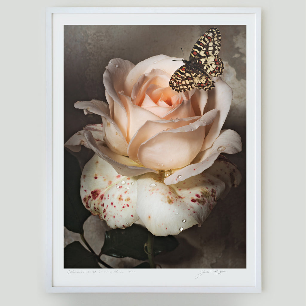 A Butterfly in Sweet Love • 1 of 1 Framed Exhibition Piece
