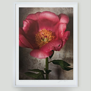 Peony in Full Bloom • 1 of 1 Framed Exhibition Piece