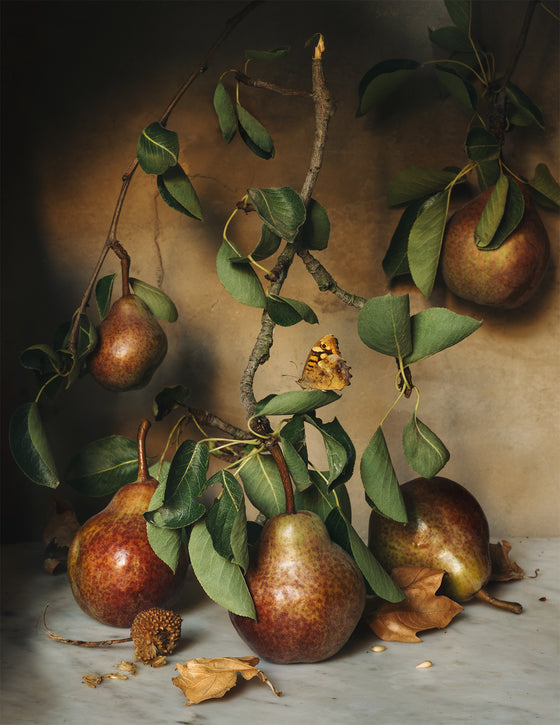 Villeneuve-lès-Avignon Harvest Pears Poster