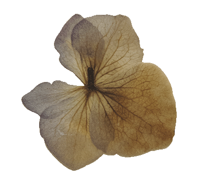 Botanical Cutout