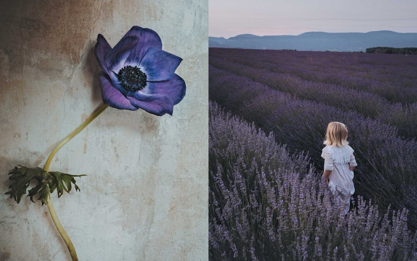 Book spread showing anemones and lavender landscape