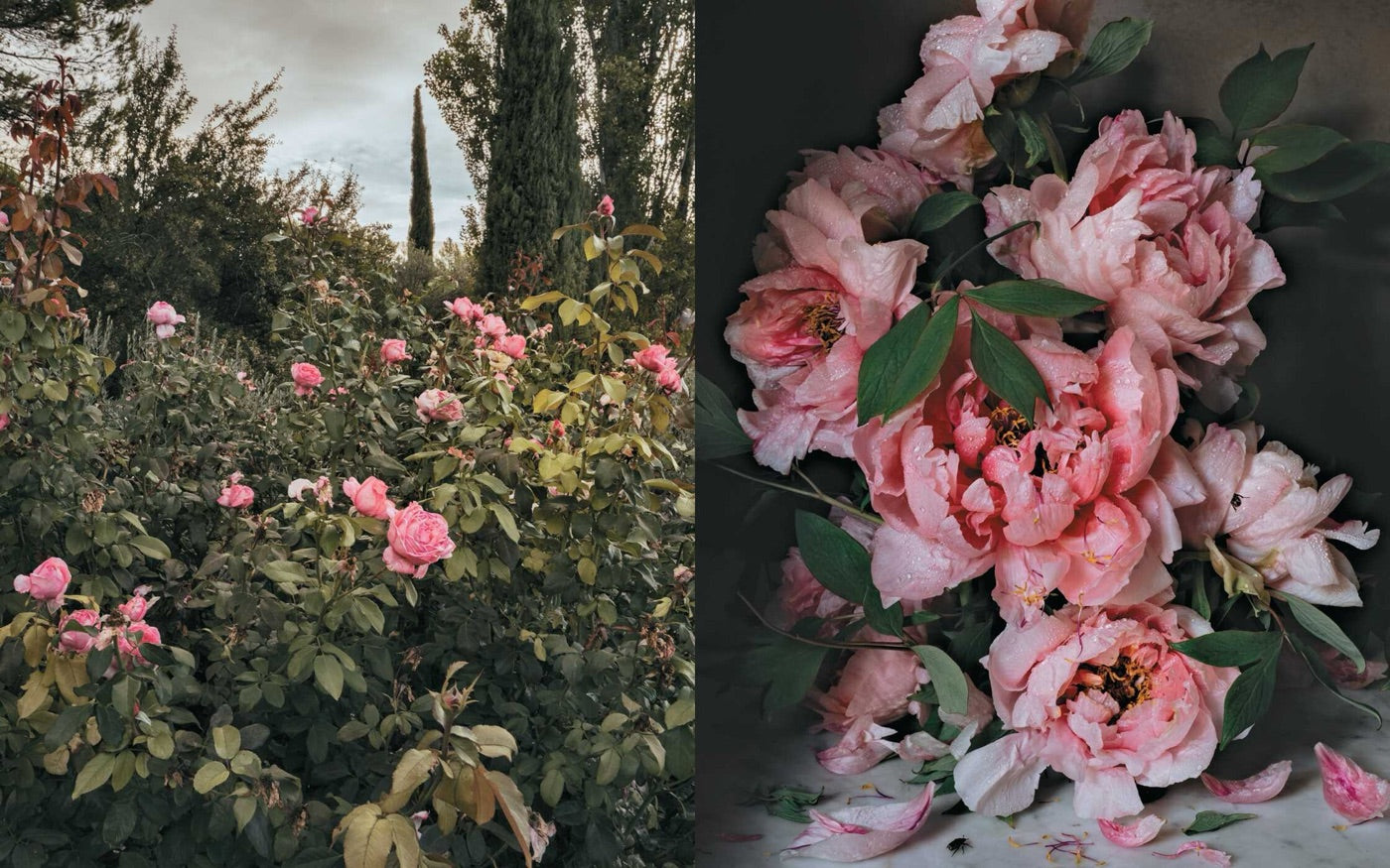 Book spread showing pink roses and sunlit garden trees