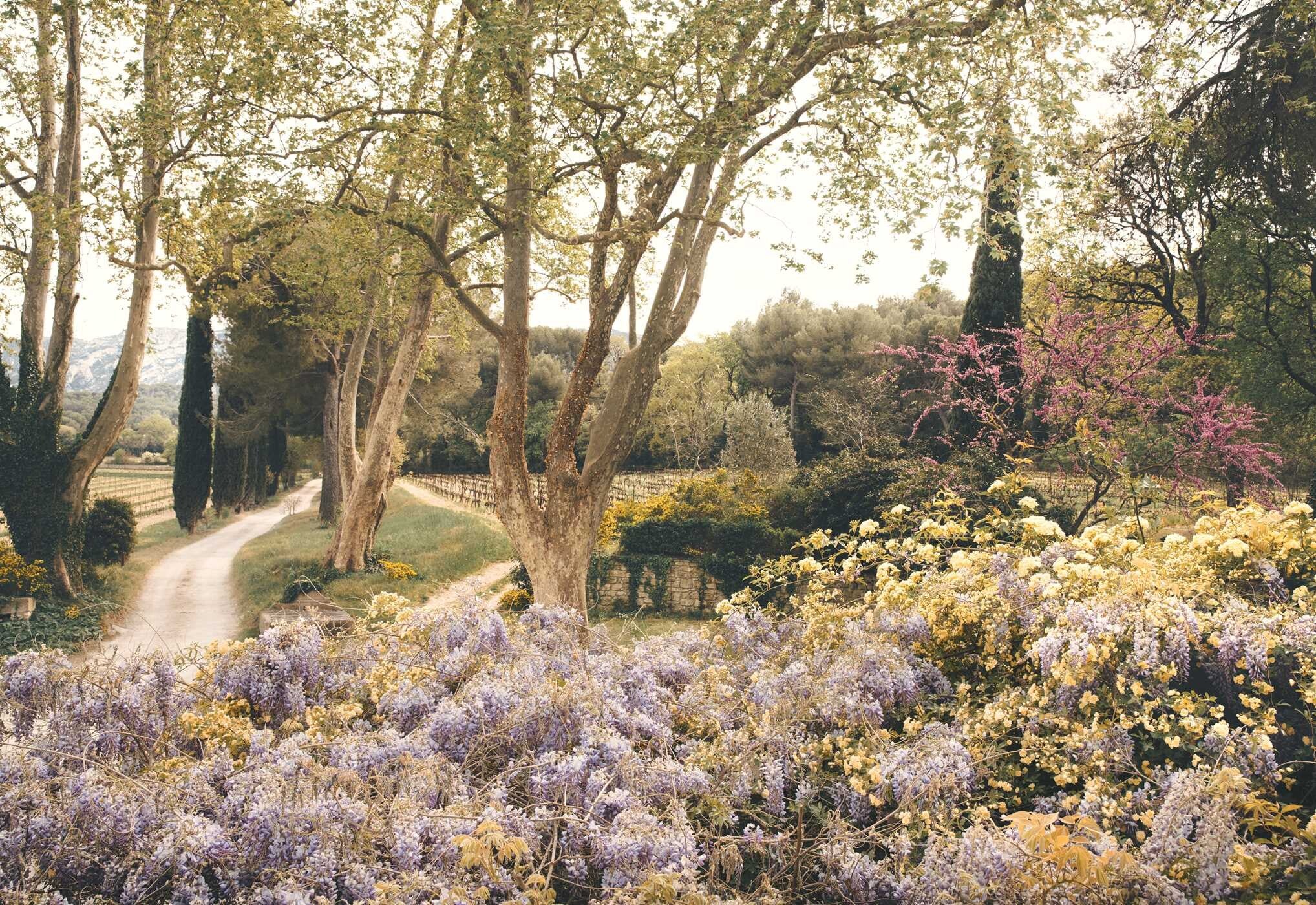 Sunlit pathway lined with lavender and blooming flowers