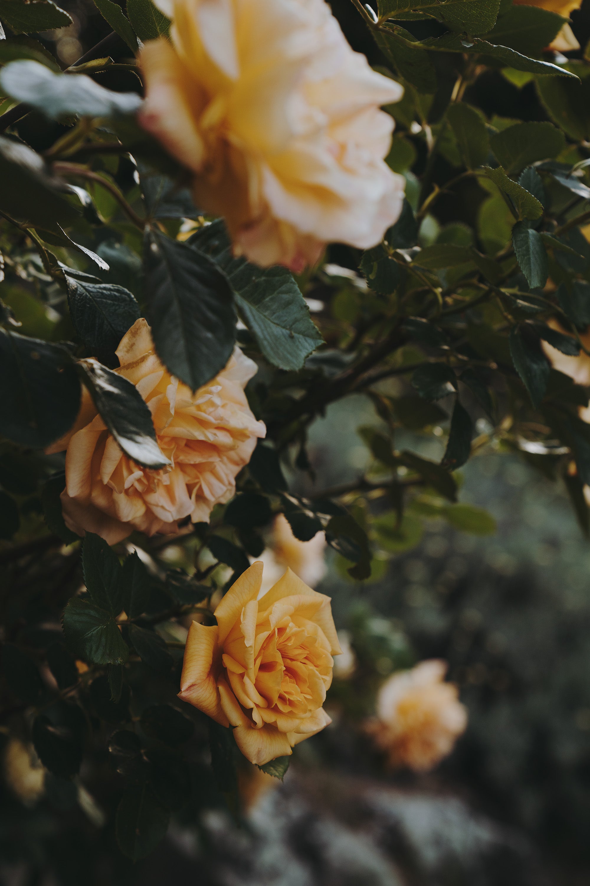 Jaime Beck photography